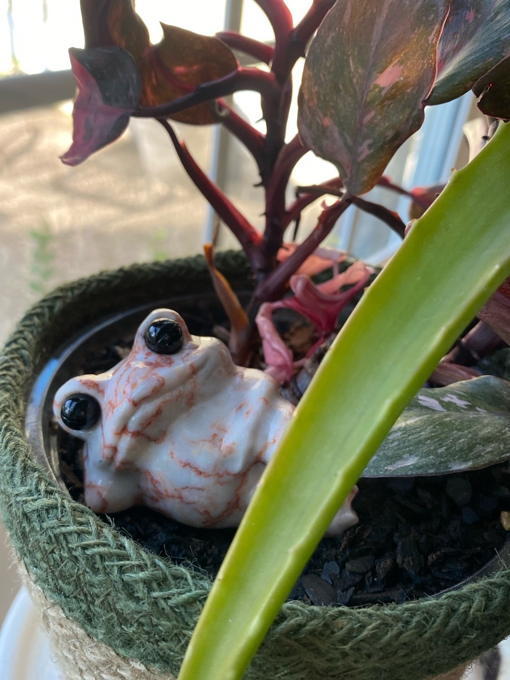 🐸 Lazy Frogs, Big Crystal Energy! 🐸